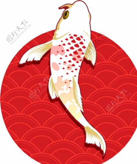 日系锦鲤插画图片