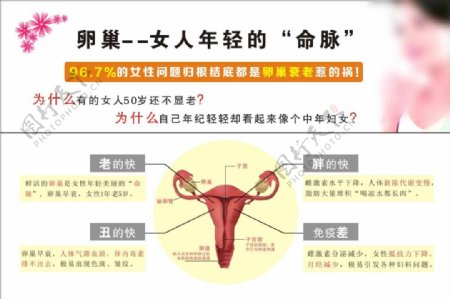 保护卵巢海报