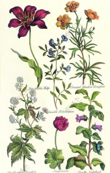 植物花卉花卉图片