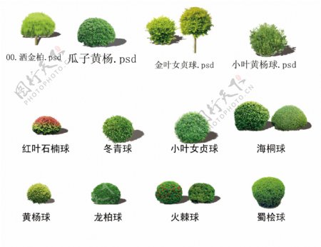 园林绿化常用球类图片