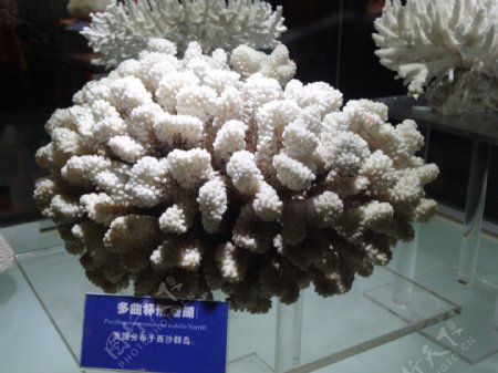 多曲杯形珊瑚图片