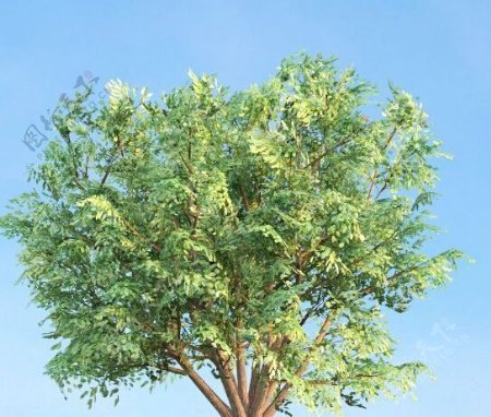 白菜榆树3d模型下载