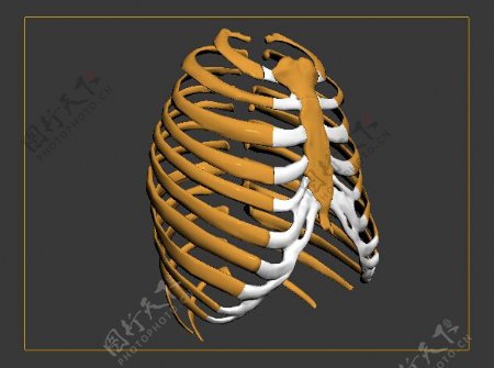 人体胸椎3dmax模型