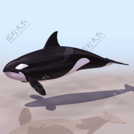 海豚动物3D模型素材