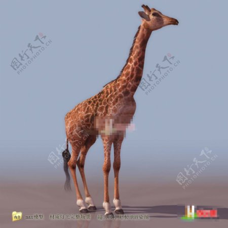 动物园长颈鹿模型