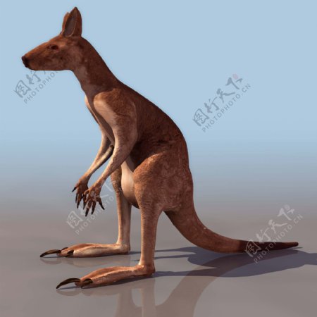 袋鼠kangaroo