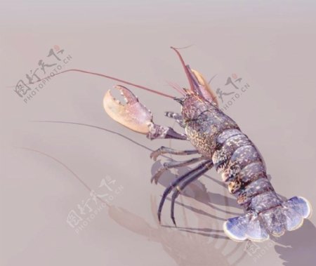 龙虾lobster