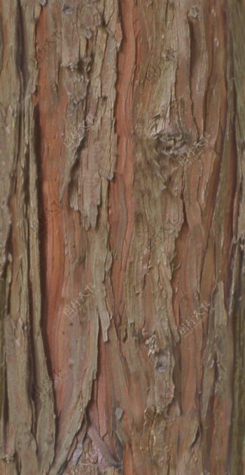 HinokiFalsecypress桧树