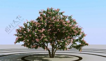 高精细丁香花树模型syringa06