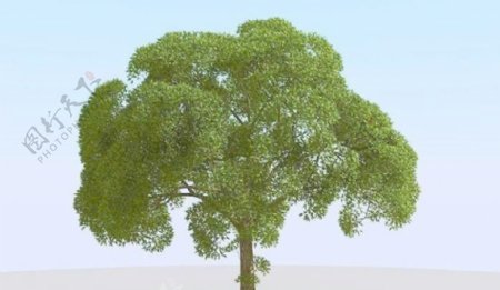 高精细杨柳树模型willow021