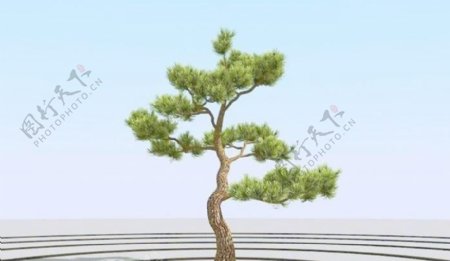 高精细杨松树bonsaipine010