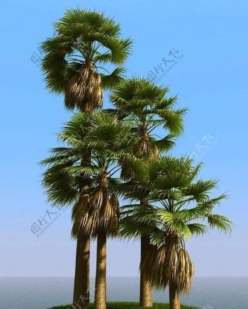 被风吹后的华盛椰子树washingtoniapalm01wind