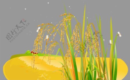 蜻蜓在水稻上飞舞