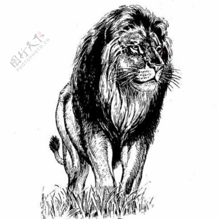 位图动物狮子色彩艺术效果免费素材
