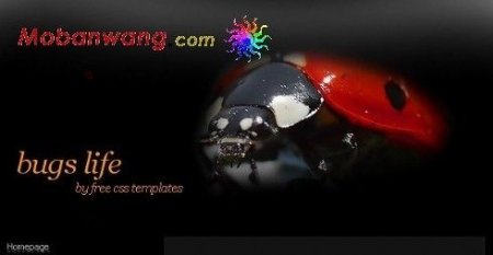 甲壳虫黑色网页模板