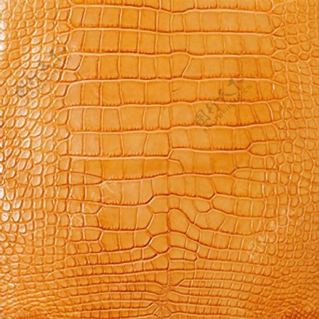 实物面料皮革鳄鱼皮革免费素材