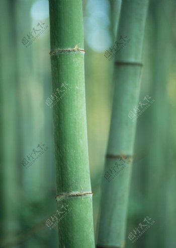 两根青色的竹子