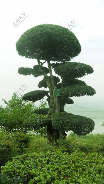 风景树图片