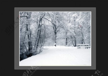 冬景树图片