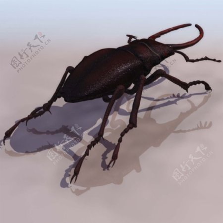 锹甲虫3d模型