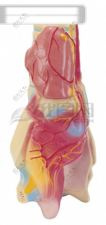 医学人体器官图片