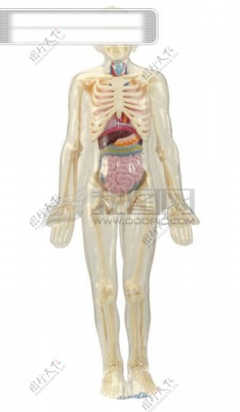 人体器官医学人体器官图片高清图片素材
