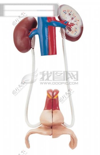人体器官医学人体器官图片高清图片素材