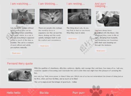 宠物猫企业网站模板