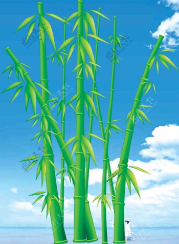 端午节竹子图片