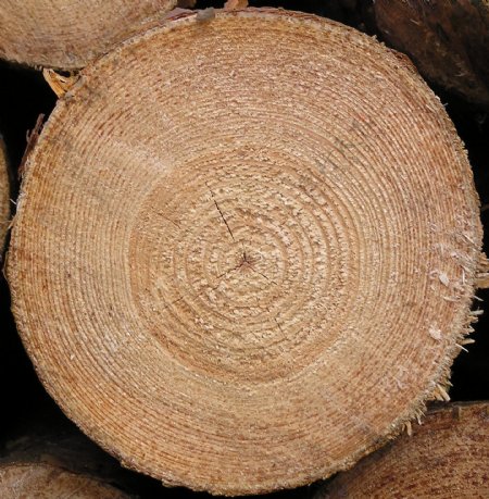 木材木纹国外经典木纹效果图木材木纹192
