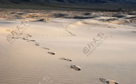 沙漠中的足迹