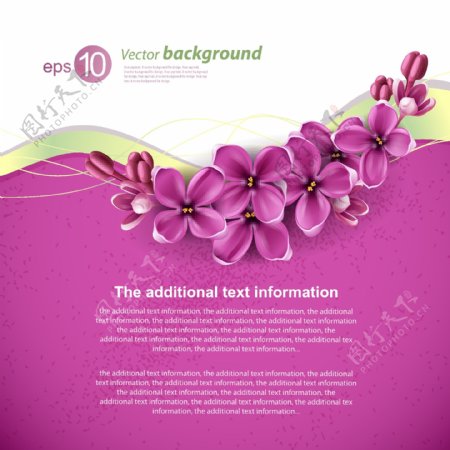 紫丁香花卡矢量素材图