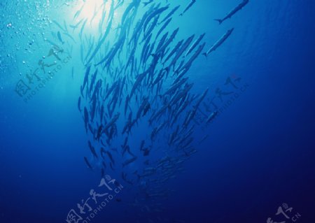 深海鱼群蓝色海底图片