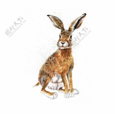 位图艺术效果手绘动物兔子免费素材