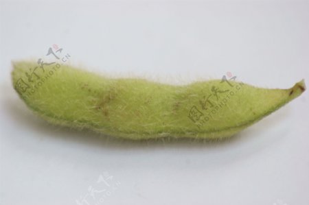 绿色成熟的黄豆果实单图片