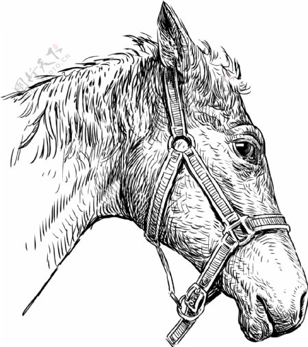 经典手绘素描马头