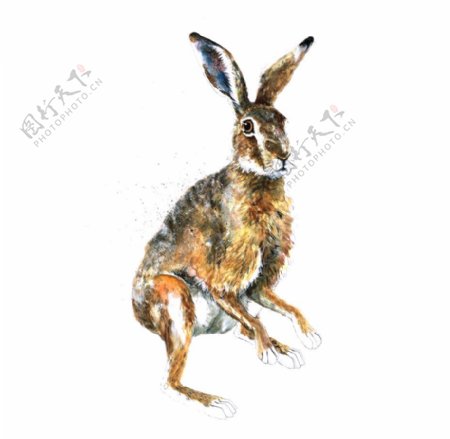 位图艺术效果手绘动物兔子免费素材