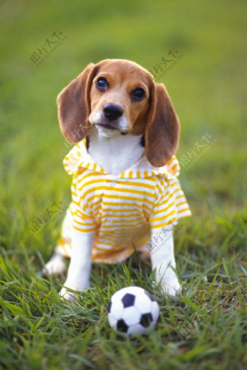 踢足球的小狗图片