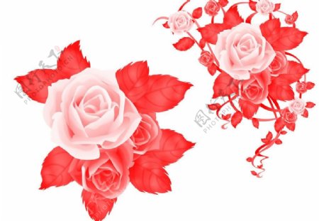 带藤蔓的玫瑰花笔刷图片