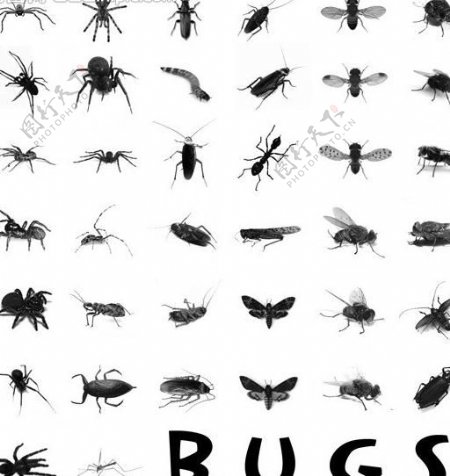 38种昆虫笔刷图片