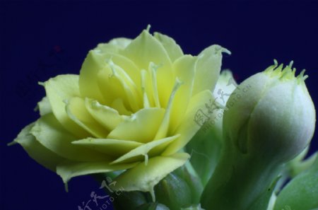位图植物花朵玫瑰花写实花卉免费素材