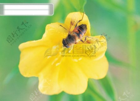 蜂花之恋蜜蜂向日葵花朵鲜花百花世界蜂与花