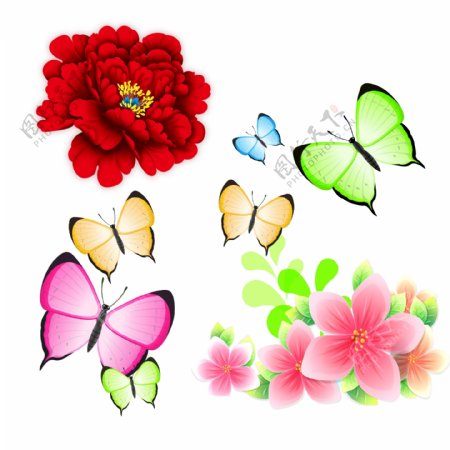牡丹蝴蝶花朵图片