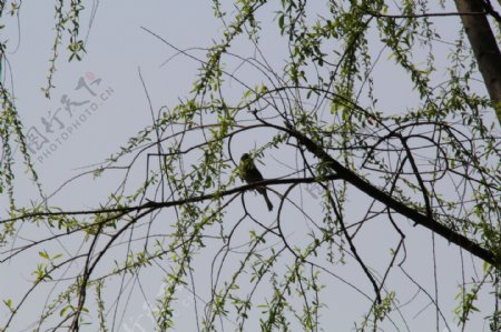 春天的鸟图片