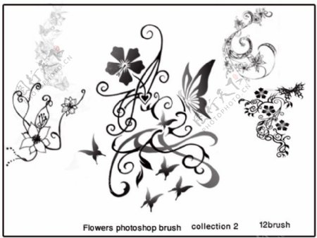 花朵花边花纹ps装饰笔刷合集图片
