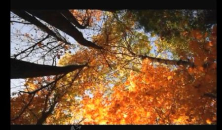 秋天树林视频素材