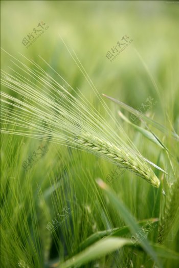 绿色麦穗图片