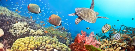 深海海龟鱼类畅游图片