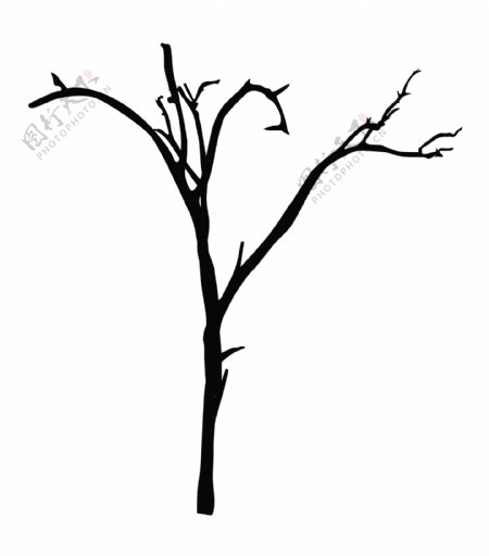 死树的树枝状