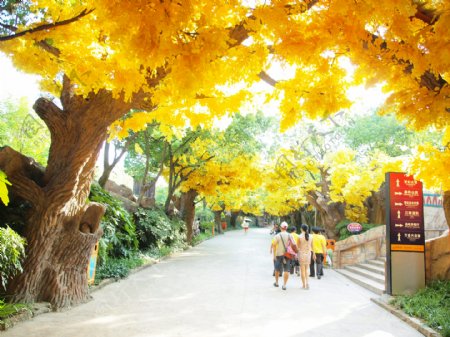 枫树秋天图片
